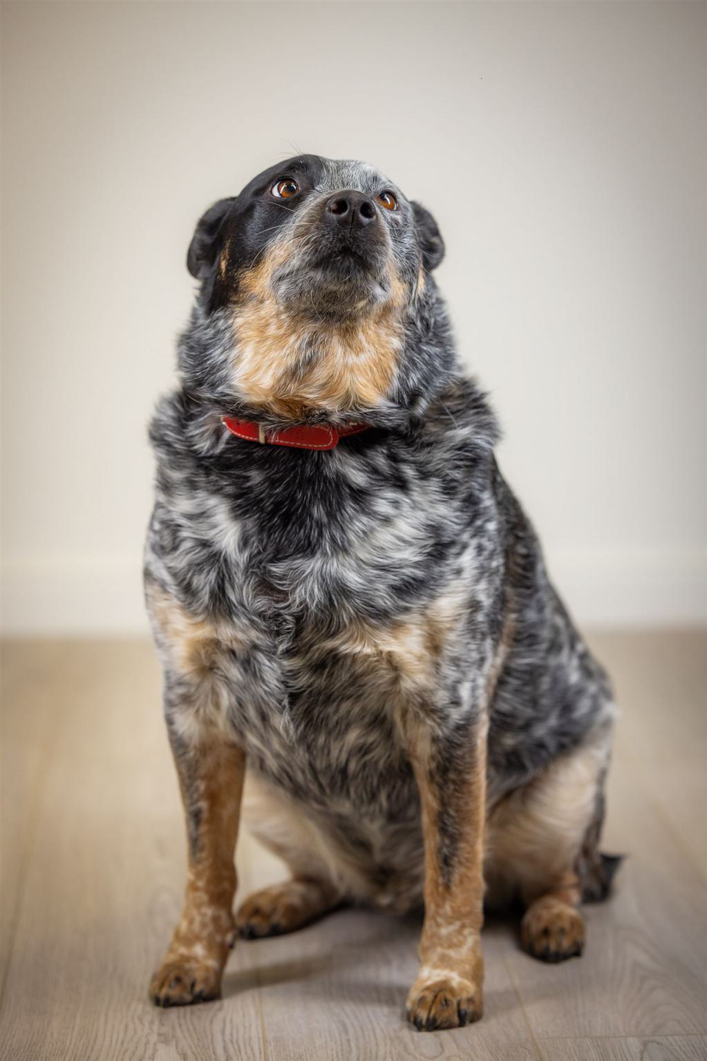 Pepper